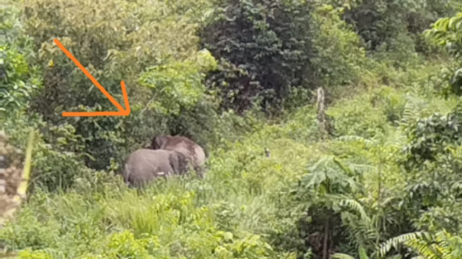 Konflik Gajah Liar dengan Warga Kembali Terjadi di Indragiri Hilir, Riau, Ini Sebabnya (Foto antvklik-Ari Nadem)