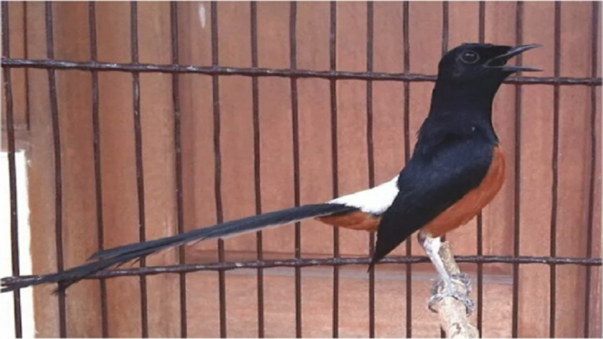 Kabar Gembira Buat Penggemar Burung Berkicau, Telah Dibuka Sekolah Khusus Burung Murai