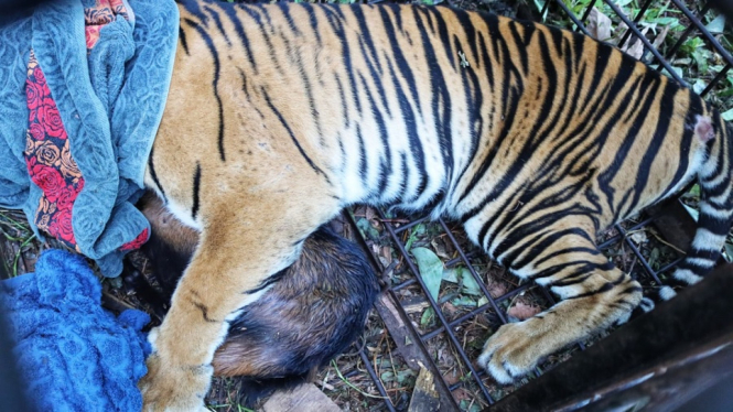 harimau siak