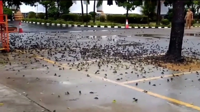 Viral! Ratusan Burung Pipit Berjatuhan dan Mati Mendadak di Cirebon