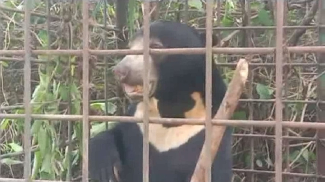 Beruang Liar yang Mondar-Mandir di Pemukiman Warga Sukses Dibekuk Petugas BKSDA (Foto antvklik- Arizal Antoni)