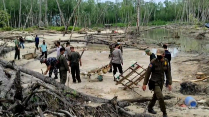 Gila!!! 10 Hektar Hutan Mangrove Milik Negara Dijarah Penambang Timah Ilegal