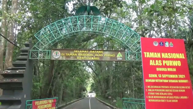 Macan Tutul Jawa di Taman Nasional Alas Purwo yang Menolak Punah