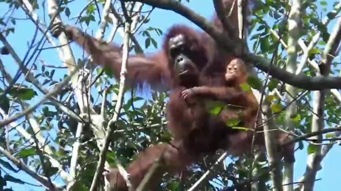 Meresahkan, Dua Orangutan yang Berkeliaran di Permukiman Berhasil Dievakuasi (Foto antvklik-Didi)