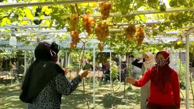 Tak Putus Asa Jadi Korban PHK, Pria Ini Sukses Jadi Petani Anggur di Halaman Rumahnya (Foto antvklik-Rohim)