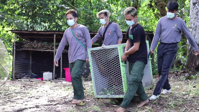 Petugas melepasliarkan orangutan di Betung Kerihun (antv / Tut Wuri Handayani)