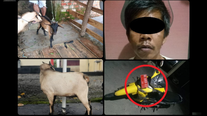 Pria Ini Nekat Mencuri Kambing Menggunakan Motor Dinas Plat Merah Milik Istrinya (Foto antvklik-Ahmad)