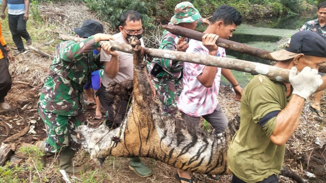 Mengenaskan, Harimau Sumatera Ditemukan Mati Terjerat Jebakan Pemburu (Foto antvklik-M. Arifin)