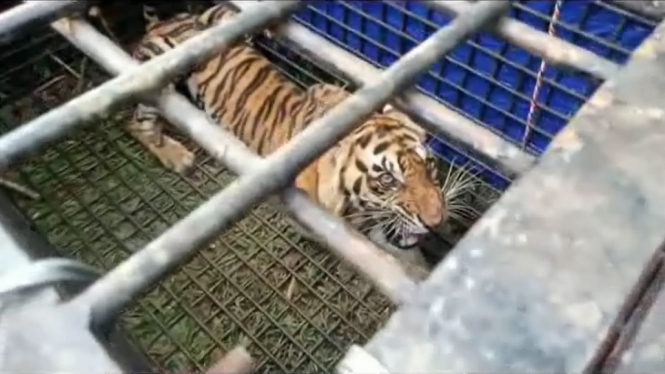 Memangsa Warga Hingga Tewas, Harimau Buas Ditangkap Polisi dan BKSDA (Foto antvklik-Arizal)