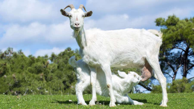 Kaya Nutrisi, Ini Khasiat Susu Kambing untuk Kesehatan