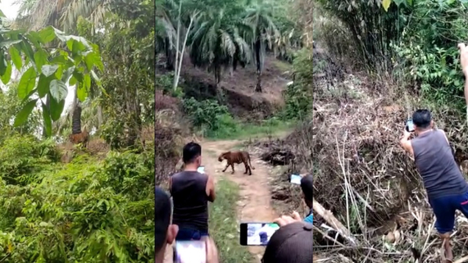 Empat Harimau Sumatera Mondar-mandir di Jalanan, Warga Gunong Nyamok Heboh