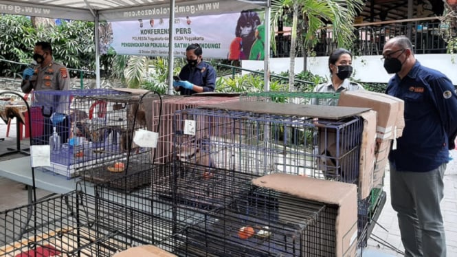 Polresta dan BKSDA Yogyakarta Gagalkan Penjualan Satwa Dilindungi Via Online (Foto antvklik-Nuryanto)