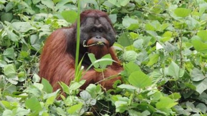 KPC Translokasi Orangutan ke Hutan Lindung Sungai Lesan Berau (Foto Humas KPC)