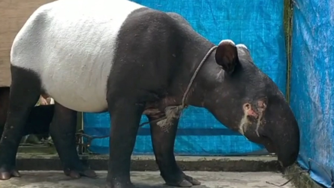 Mata kanan tapir buta akibat terkena tembakan pemburu (antv /Muhammad Arifin)
