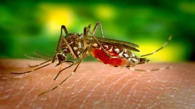 WARNING!! Chikungunya dan DBD Merebak di Pacitan,Ratusan Orang sudah terjangkit (Foto Ilustrasi - Pixabay)