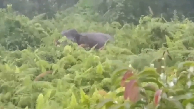 Salah satu gajah dari sebelas ekor yang masuk kebun warga (antv / Muhammad Arifin)