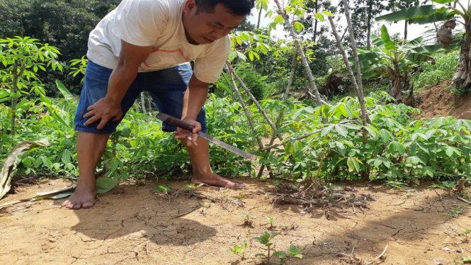 Hewan yang diduga harimau itu dipergoki seorang pencari rumput dari jarak dekat (antv / Sonik Jatmiko)