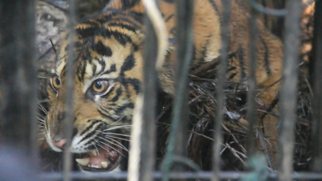 Harimau Sumatera yang berhasil ditangkap dikandang jebakan (antv / Donal Caniago)
