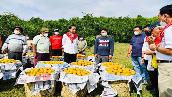 Jokowi tinjau kebon jeruk