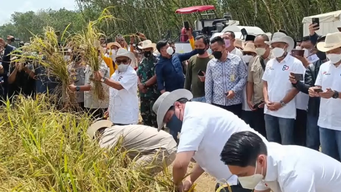 Bakrie Grup Panen Padi Gogo di Bekas Lahan Perkebunan Karet Lampung (Foto: Aburizal Bakrie dan Menko Perekonomian, Airlangga Hartarto melakukan panen perdana pa