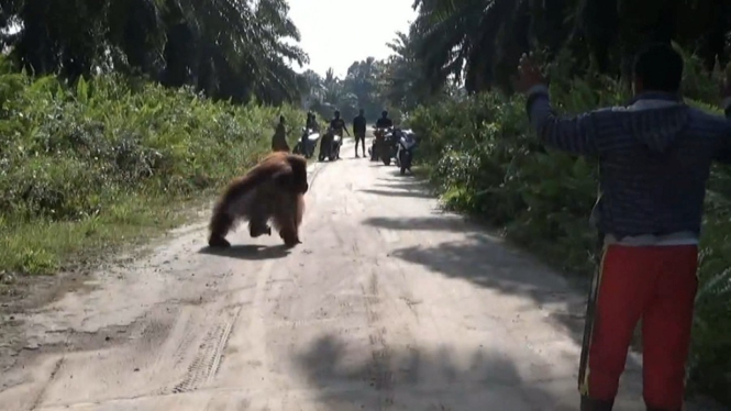 Orangutan Masuk Desa , Bikin Geger Warga (antv / Jamberi)