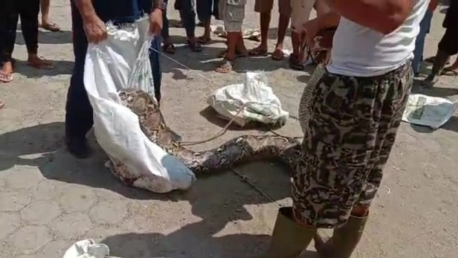 Nongol ditengah pasar, petugas bekuk ular sanca sepanjang 6 meter (antv /Tarmizi)