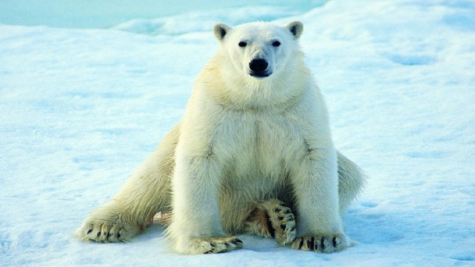 Peneliti Sebut Beruang Kutub Punah di Akhir Abad Ini  