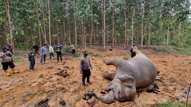 Mengenaskan, Seekor Gajah Betina Mati di Perkebunan Akasia, Penyebabnya (Foto antvklik-Arifin)