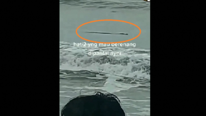 Buaya berenang di pantai. (ANTV/ Siti Marufah)