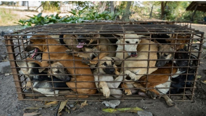 Daging Anjing Dilarang Diedarkan di Surabaya, Ini Aturannya (Foto antvklik-Zainal)