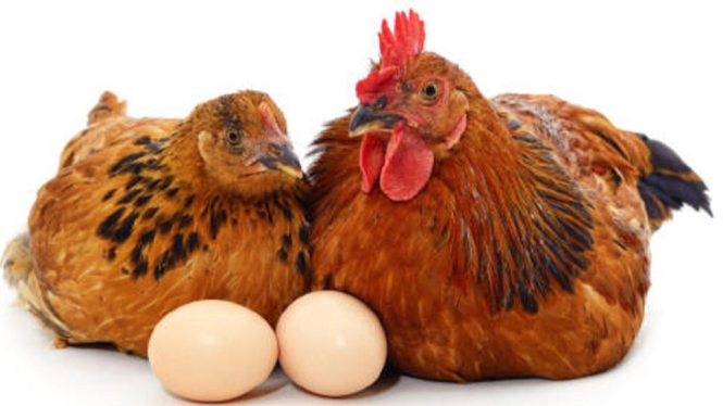Harga BBM Naik, Asosiasi Peternak Telur Mulai Ketar Ketir