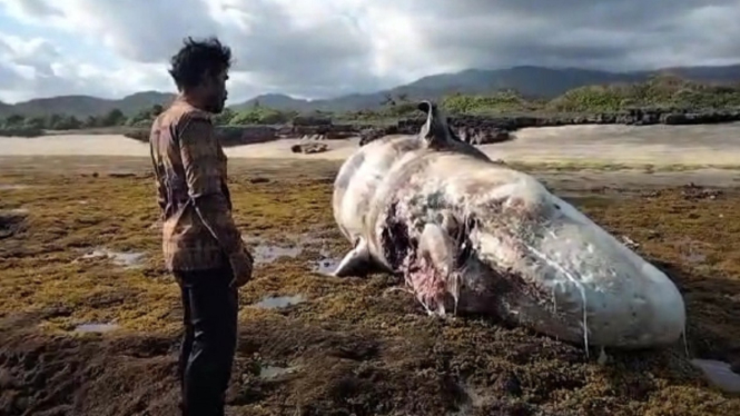 Bangkai Ikan Paus Sepanjang 10 Meter Terdampar di Pantai