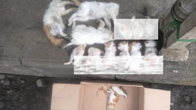 Mutilasi Puluhan Kucing Teror Warga, Polisi Lakukan Penyelidikan