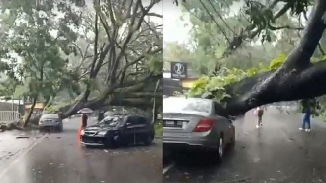 Viral, Video Detik-detik Pohon Besar Tumbang Timpa Mobil Mewah