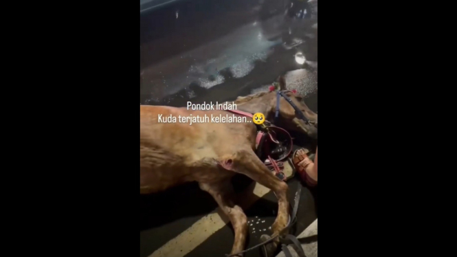 Viral, Kuda Terbujur Lemas di Jalan Jadi Tontonan Warga