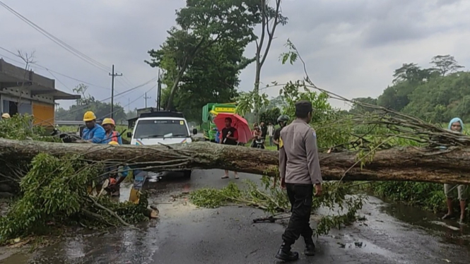 Pohon Tumbang Menutup Akses Jalan dan Putuskan Jaringan Arus Listrik