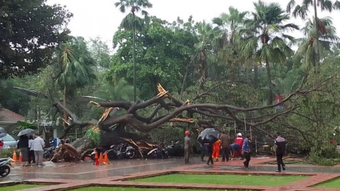 Pohon tumbang di Balai Kota DKI Jakarta.