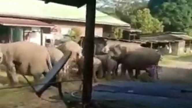 Sekelompok Gajah Serbu Permukiman Warga Viral di Media Sosial