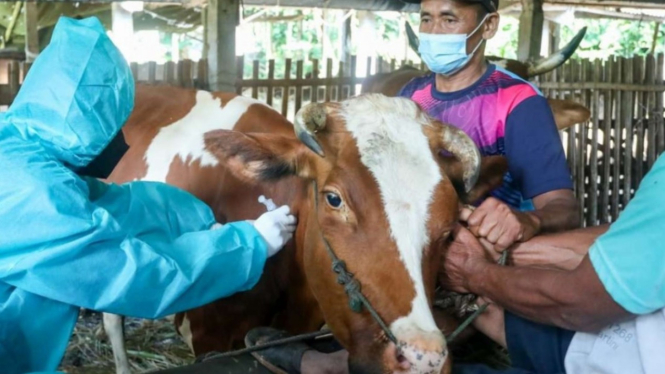 Vaksinasi PMK pada hewan ternak sapi.