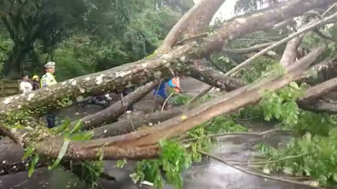 Dihempas Hujan dan Angin Kencang, Pohon Raksasa Tumbang