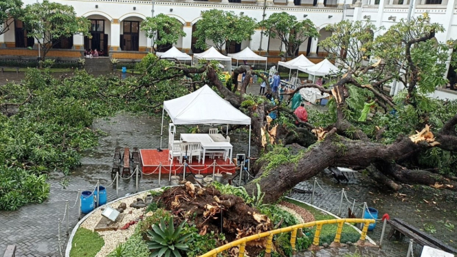 Pohon Raksasa Berusia Ratusan Tahun di Lawang Sewu Tumbang