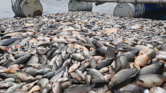 Heboh, Ribuan Ekor Ikan di Waduk Kedung Ombo Boyolali, Mati Massal