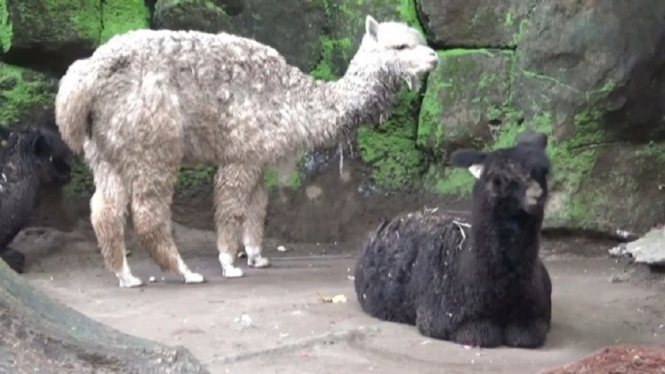 5 Ekor Alpaca Jadi Primadona Wisata GL Zoo Yogyakarta