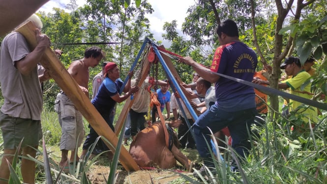 Evakuasi Sapi Berbobot 1 Ton dari Sumur Berlangsung Dramatis