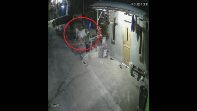 Gerombolan Pencuri 7 Ekor Kambing Milik Warga Terekam CCTV