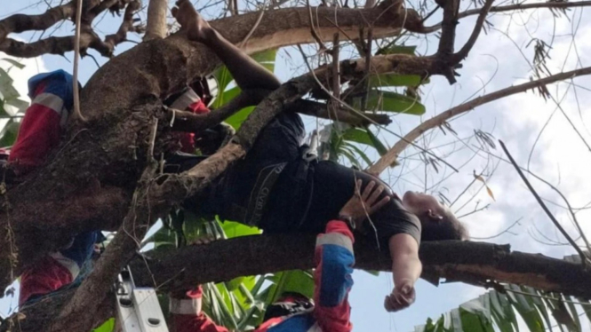 Pria tertidur pulas di atas pohon usai nyabu di Jakarta Barat.