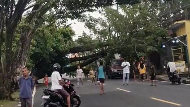 Tak Ada Angin dan Hujan, Pohon Berukuran Besar Tumbang