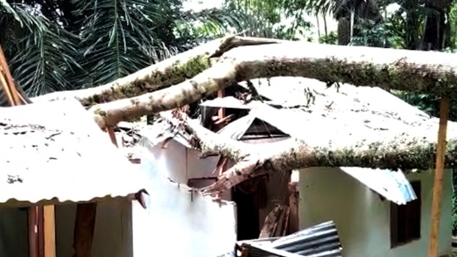 Diterjang Angin Kencang, Rumah di Tana Toraja Tertimpa Pohon