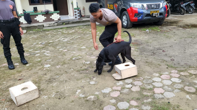 Satwa anjing milik Unit K9 Polda Kaltim latihan deteksi Narkotika