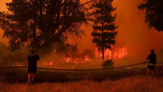 Kebakaran hutan di Chili.